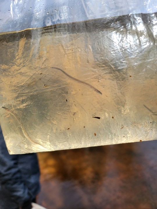 A bag of water with two small, translucent eels within.