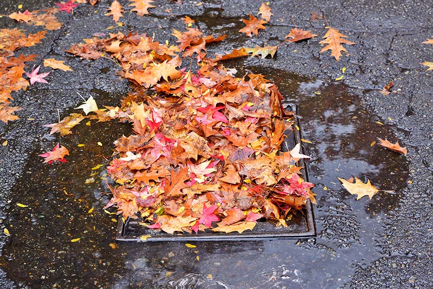 Storm drain covered by leaves in the early fall