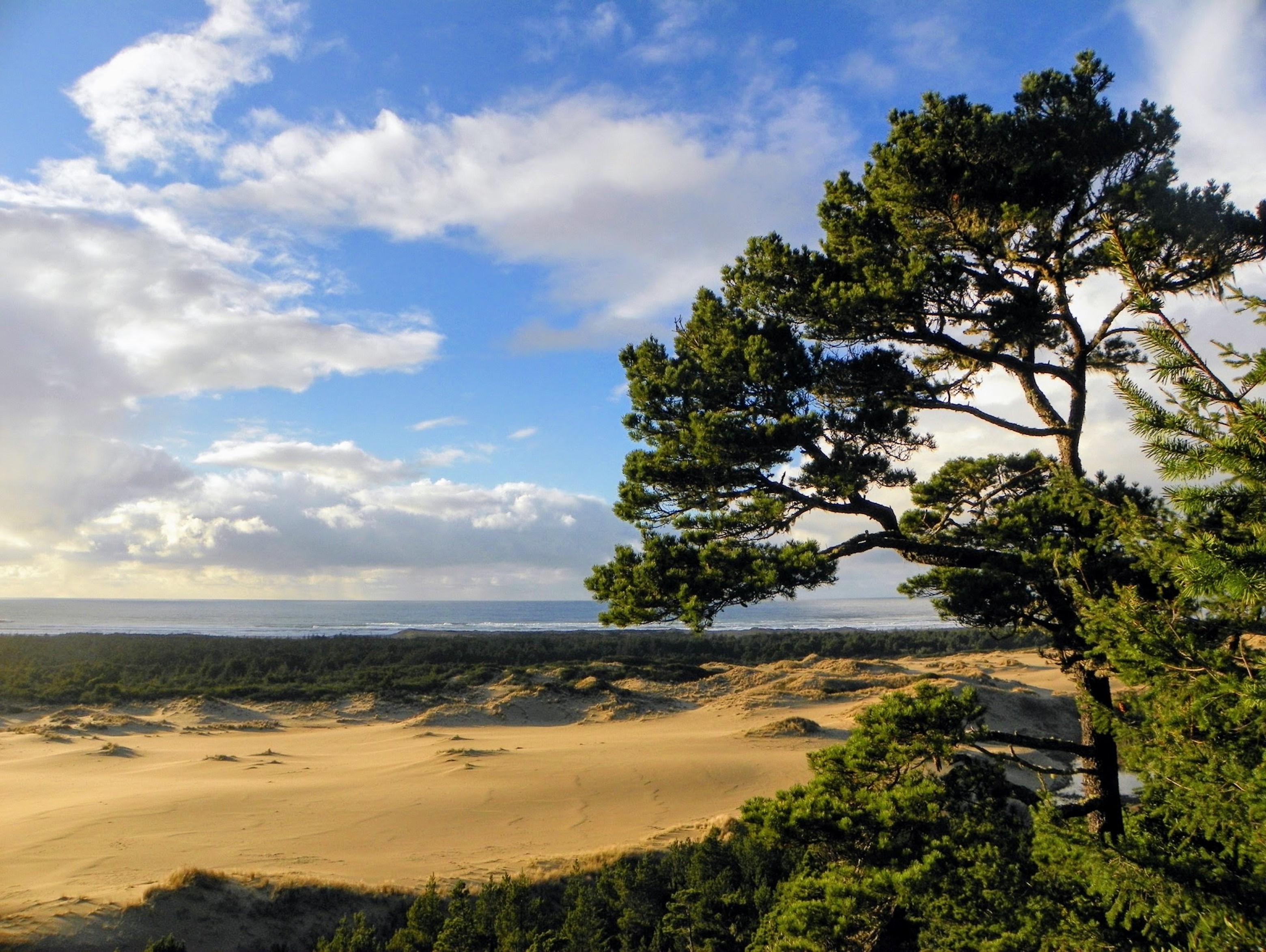 View of the Pacific Ocean, trees, and dunes.