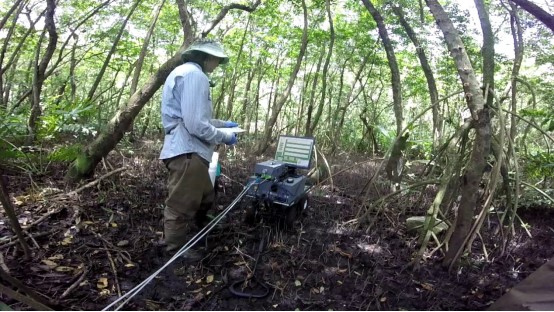 Researcher analyzing carbon sequestration in mangrove in Puerto Rico