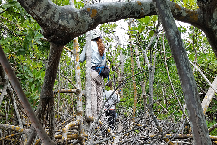 Two people standing in a forest surrounded by small trees and dead wood