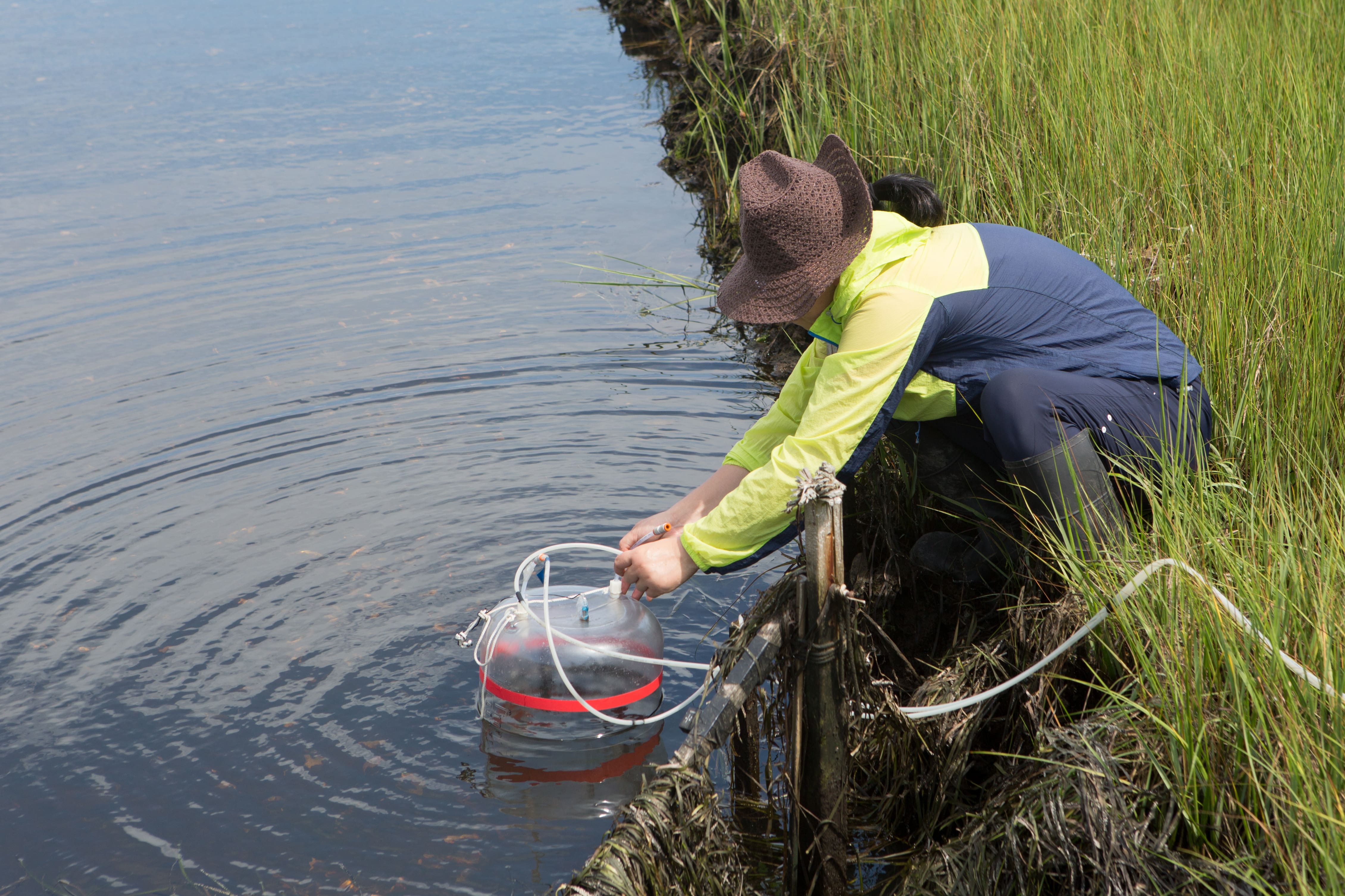 Individual in rain boots and a hat is working with a device in the water at the edge of a marsh.