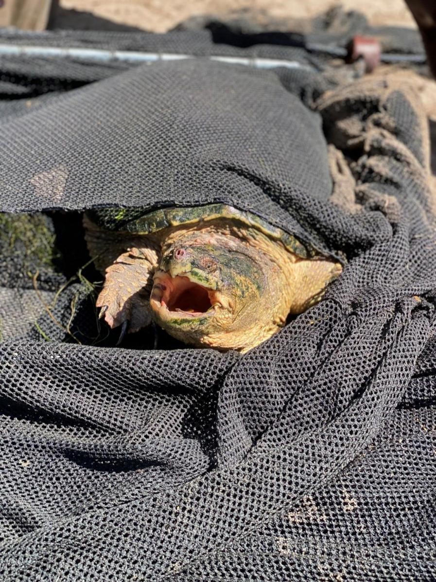 Imae of a snapping turtle at Old Woman Creek Reserve, Ohio