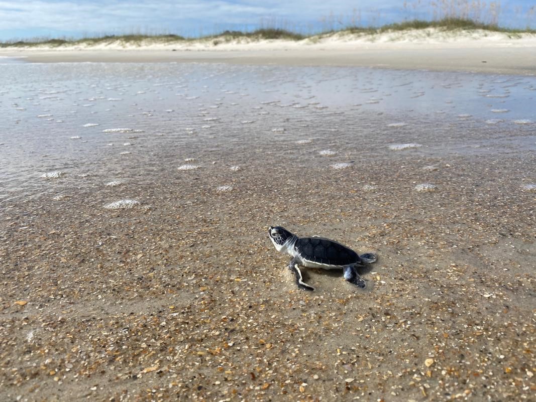Image of a sea turtle on the beach at North Carolina Reserve