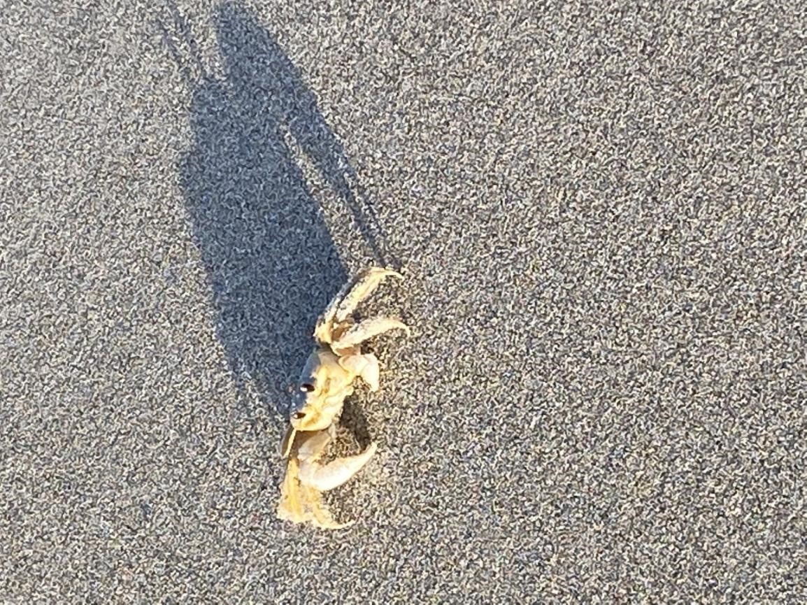 Image of a crab on the beach at North Inlet-Winyah Bay Reserve, South Carolina