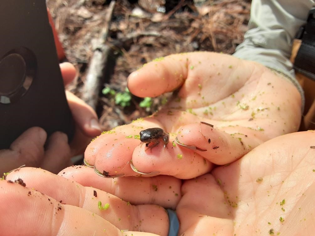 Image of hands holding a small frog at Guana Tolomato Matanzas Reserve, Florida