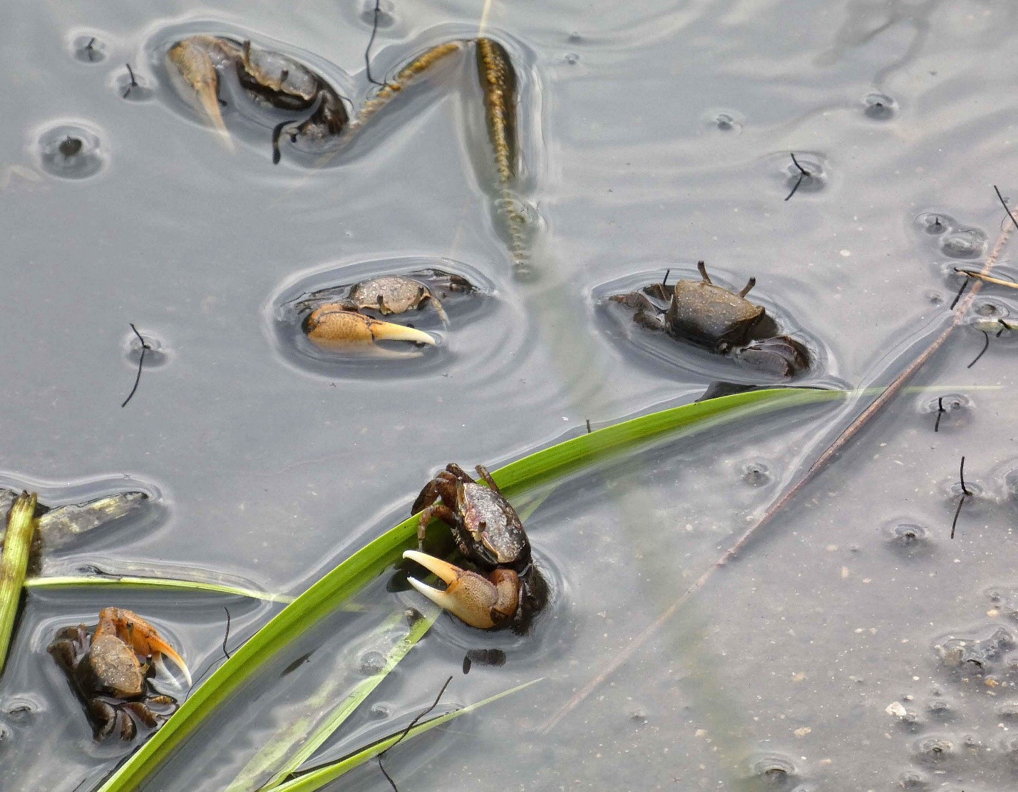 Five crabs in sandy water with a few blades of marsh grass around them.