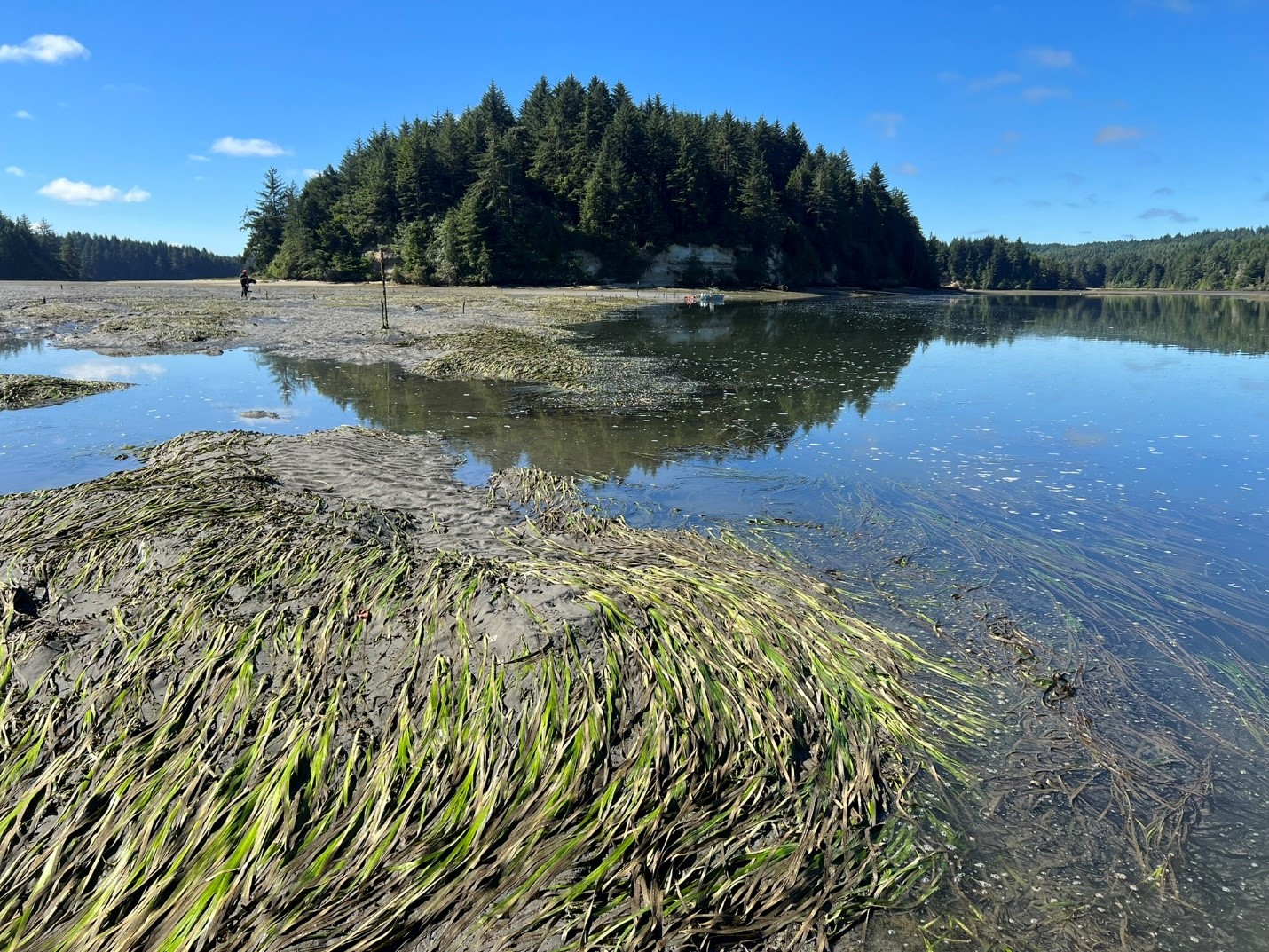 Close up view of eel grass with shallow water around and evergreen trees in the distance.