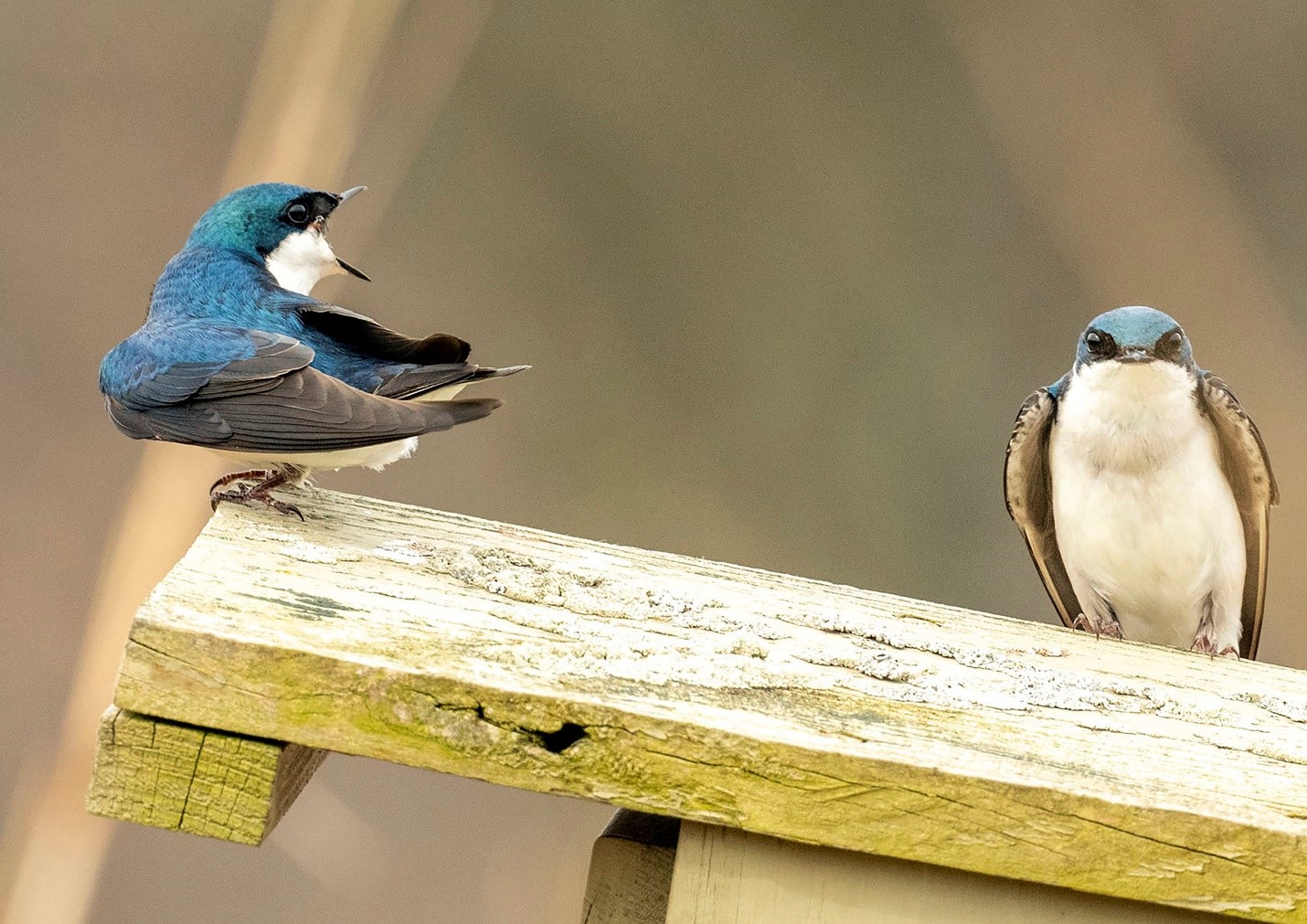 Two blue and white birds sit on a wooden structure. One faces the camera and one has it’s beak open looking at the other bird.