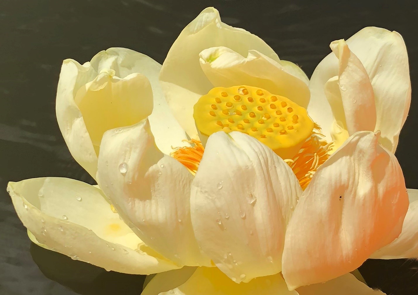 Pale yellow flower with a yellow, flat center is floating in water.