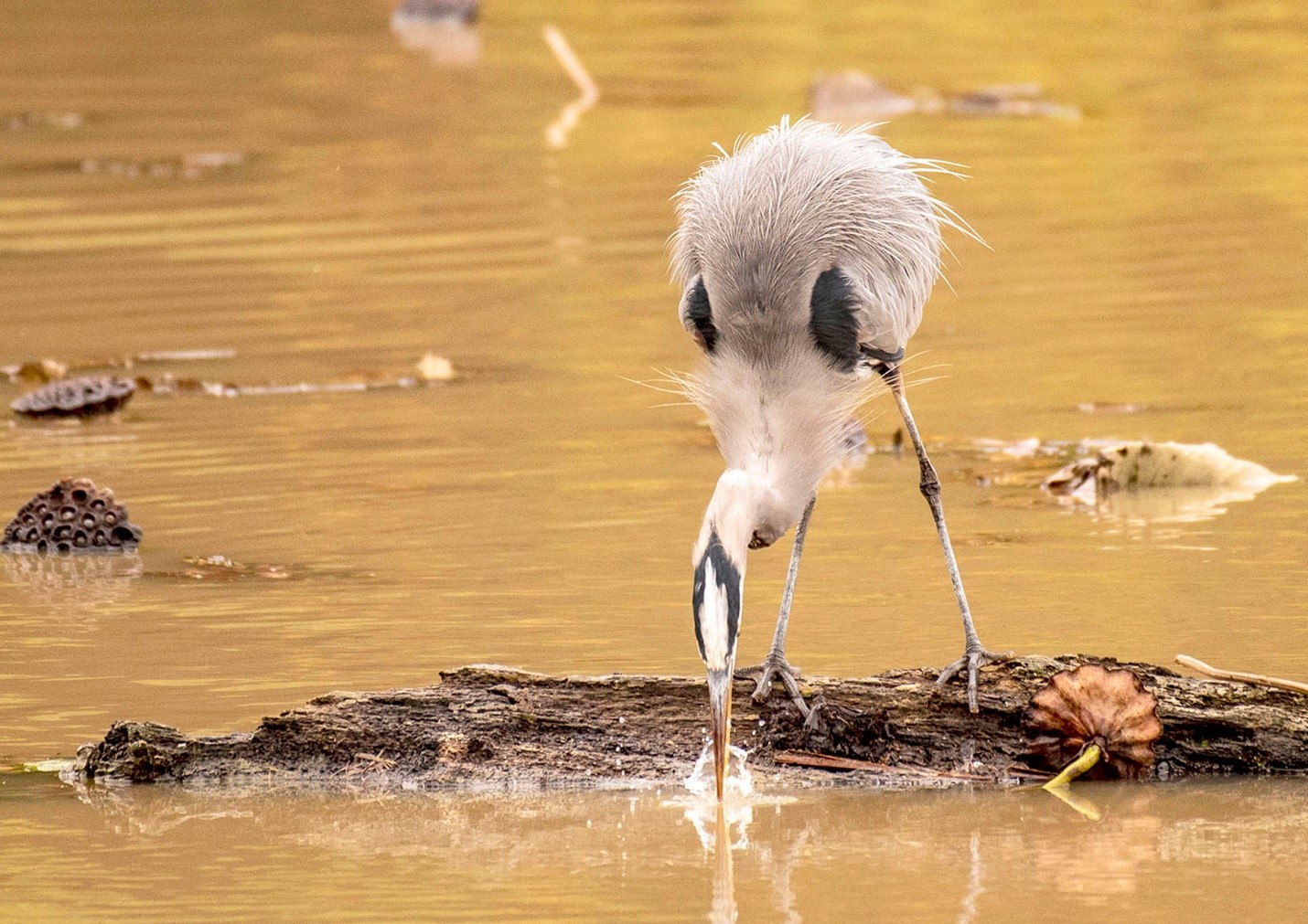 A large gray, black, and white bird with long legs is standing on a log, leaning over with the tip of its beak in the water.