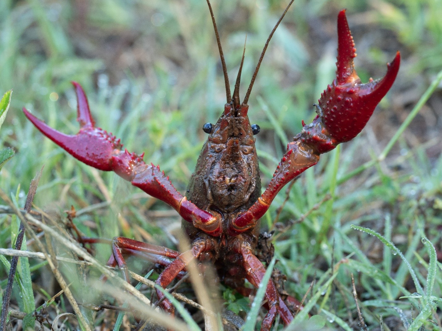 Close-up view of a crawfish holding its front claws up while standing in grass.