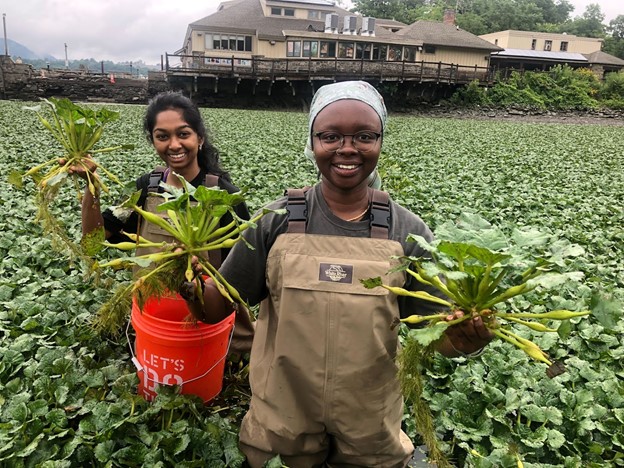 Two people wearing chest waders while holding plants and a bucket.