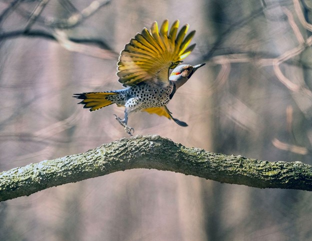 A bird in flight with trees in the background.
