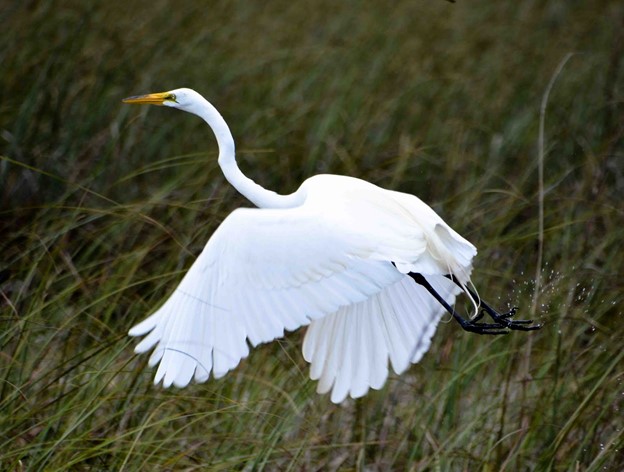 An egret in flight.