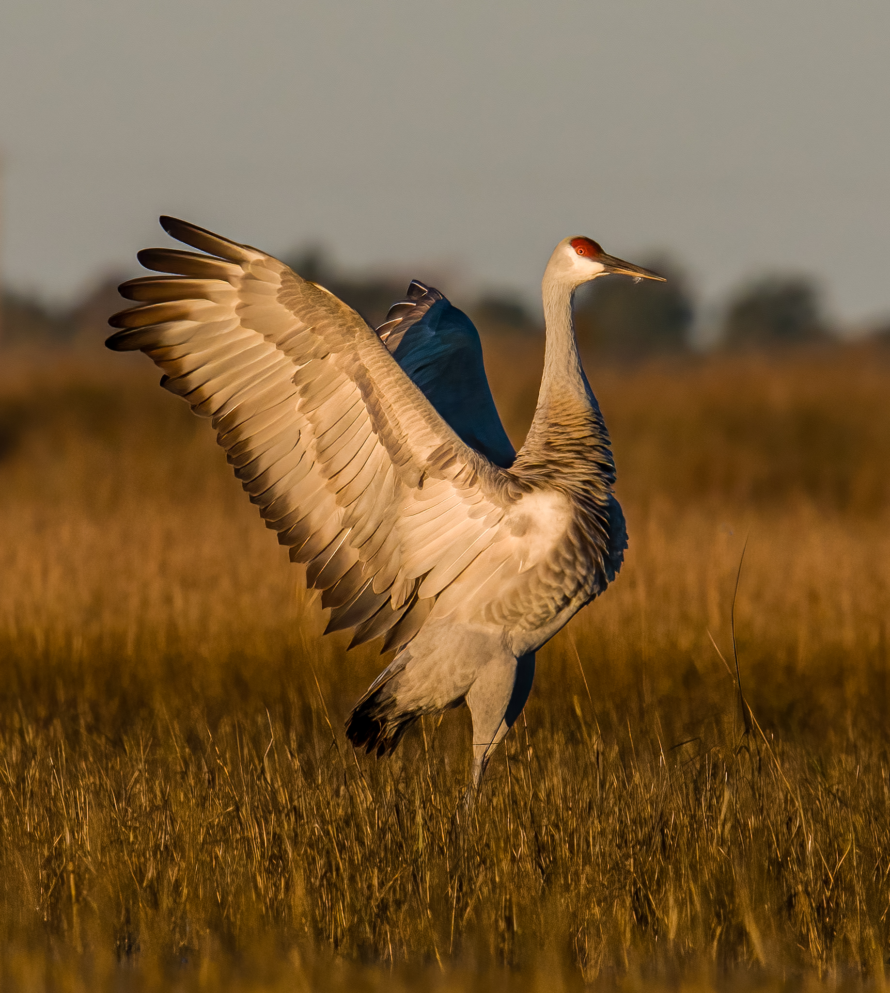 A sandhill crane stands in a grassy field, bathed in warm, golden sunlight. Its wings are spread wide, revealing detailed feathers.