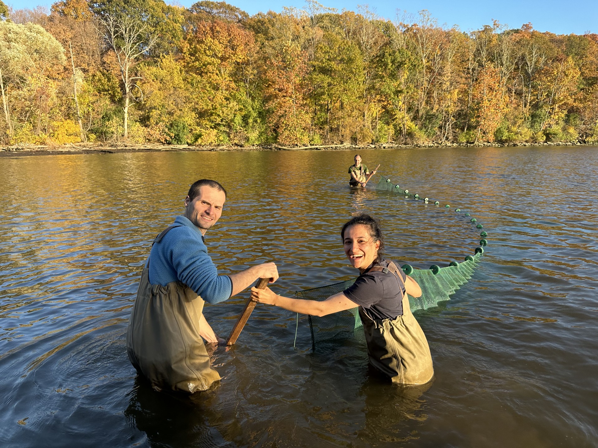 Three people wearing chest waders stand in waist-deep water of a lake, smiling and working with a large fishing net.