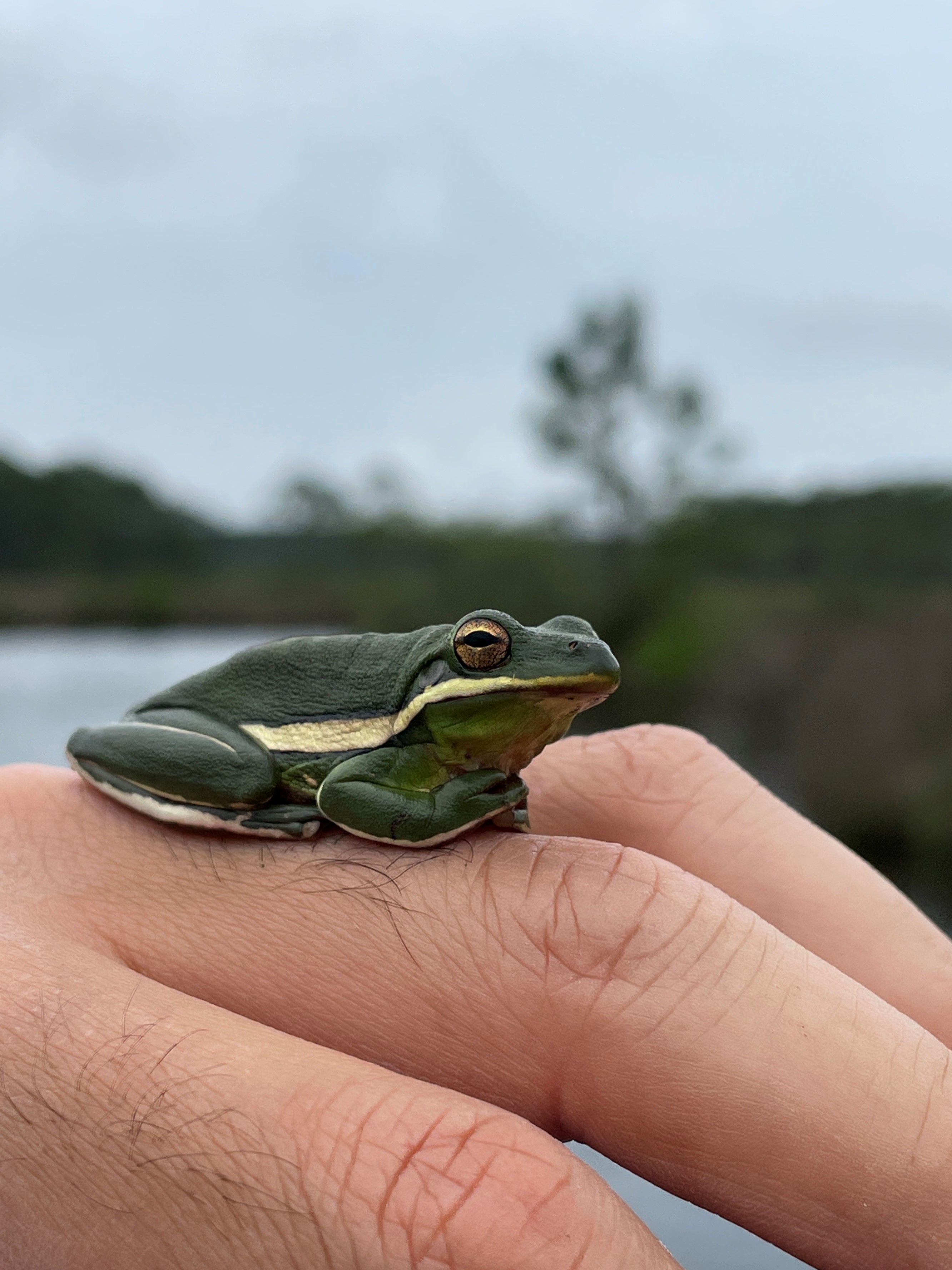 A close-up of a small green tree frog with light stripes along its sides, sitting on a person's fingers.