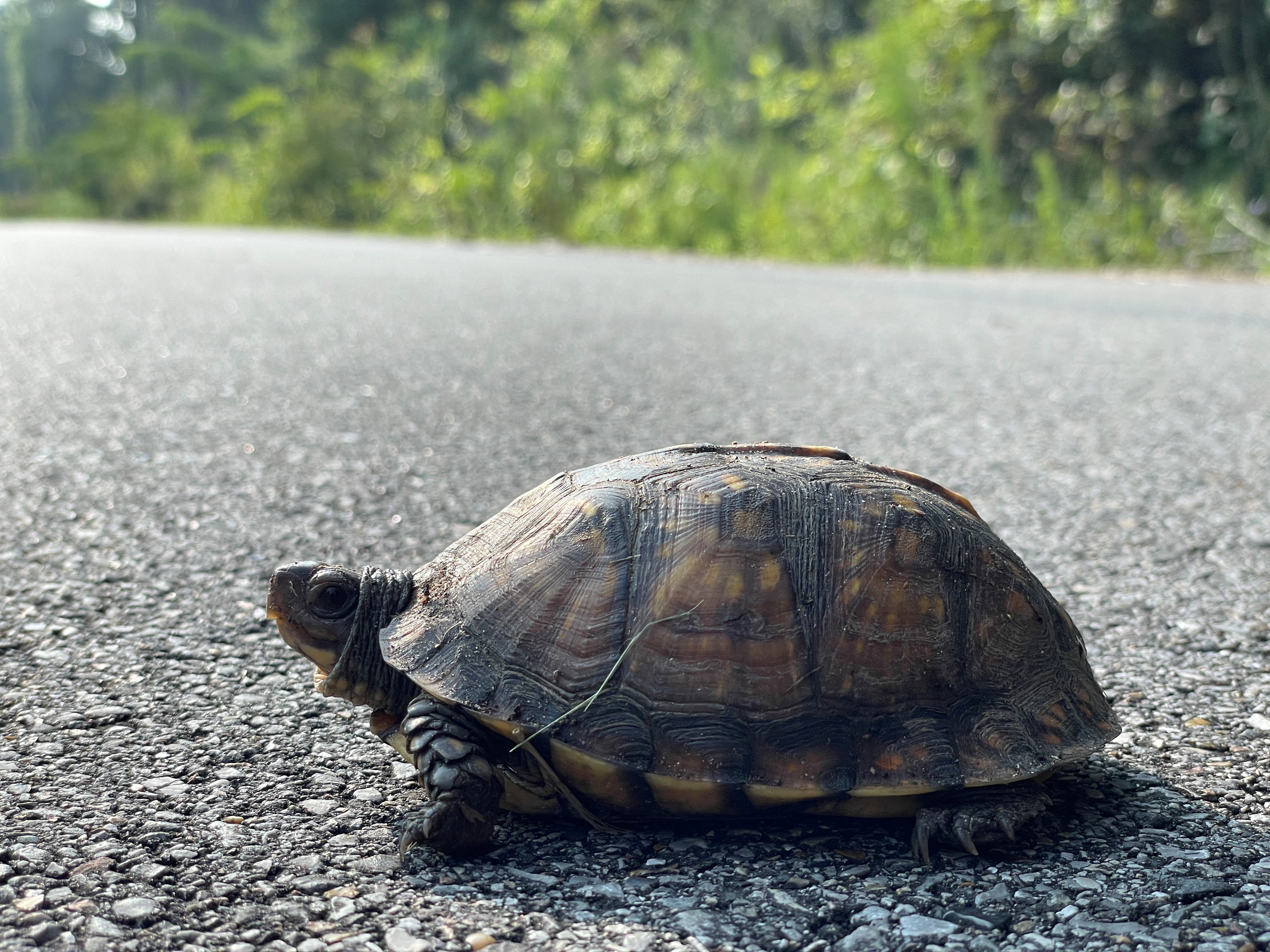 A close-up of a turtle crossing a road, with its shell and limbs clearly visible.