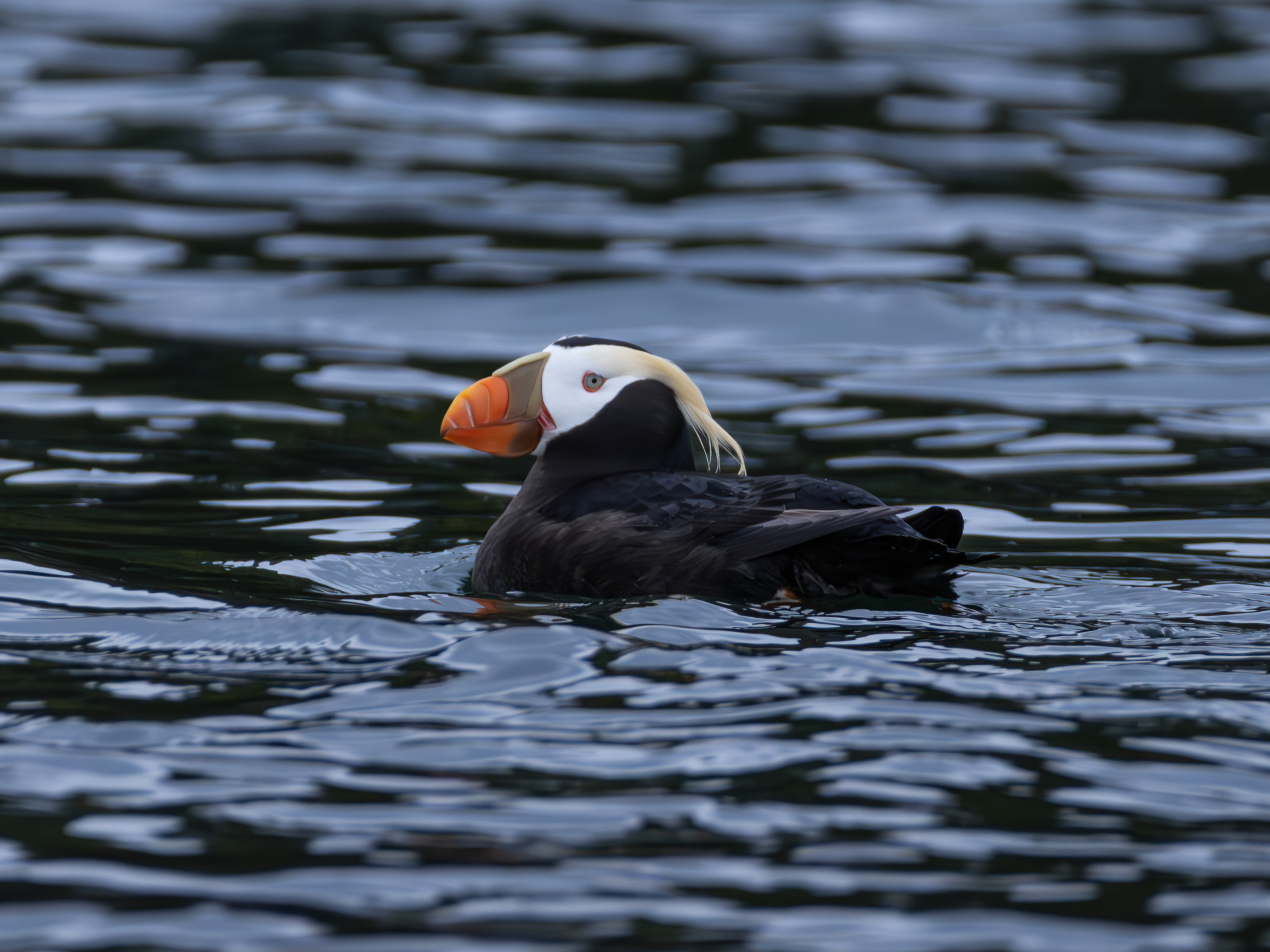 A tufted puffin with a white face and colorful beak floats on rippling dark water.