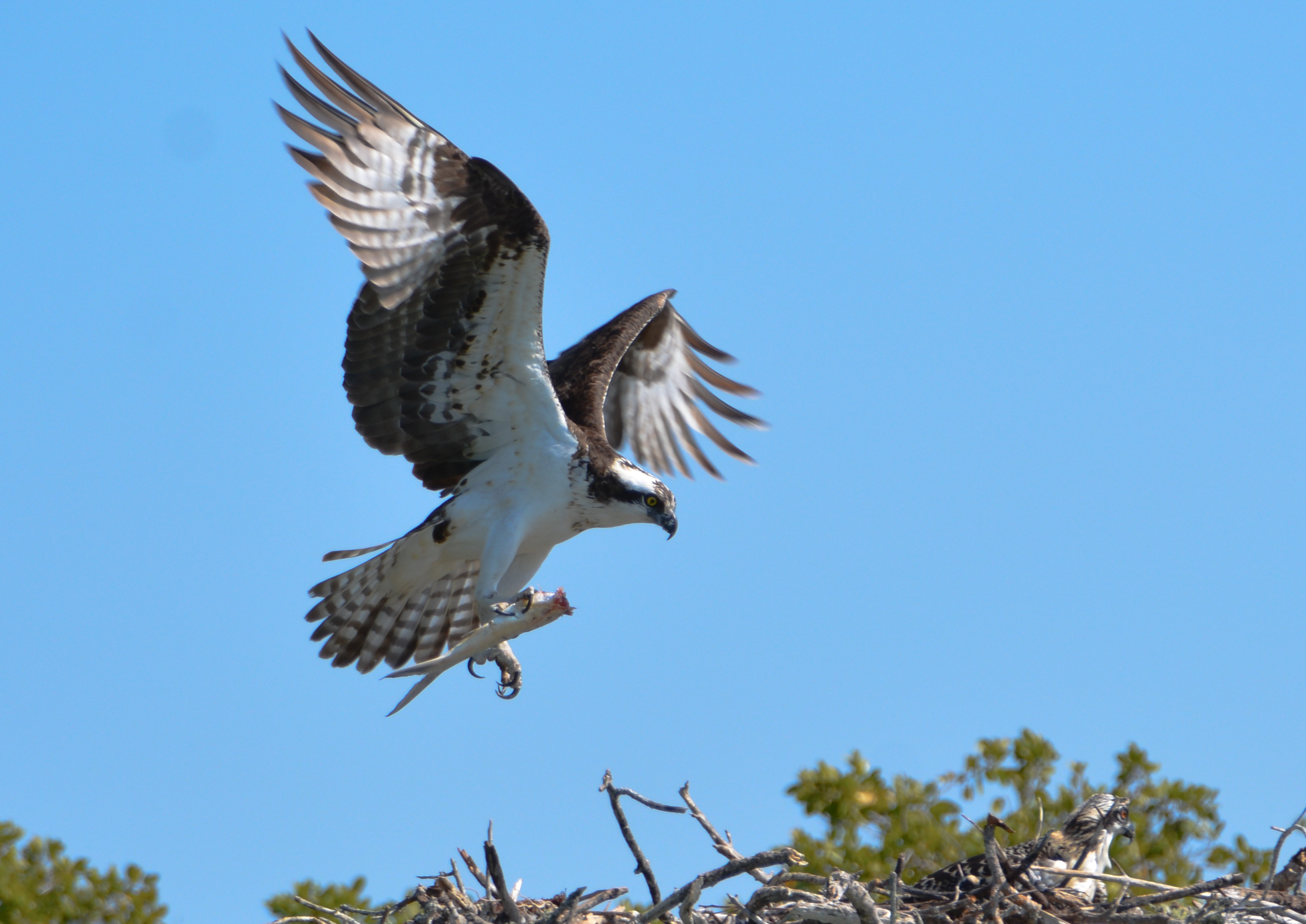 An osprey with outstretched wings flies towards its nest, holding a fish in its talons. The nest, made of twigs, is surrounded by green foliage, with a clear blue sky in the background.