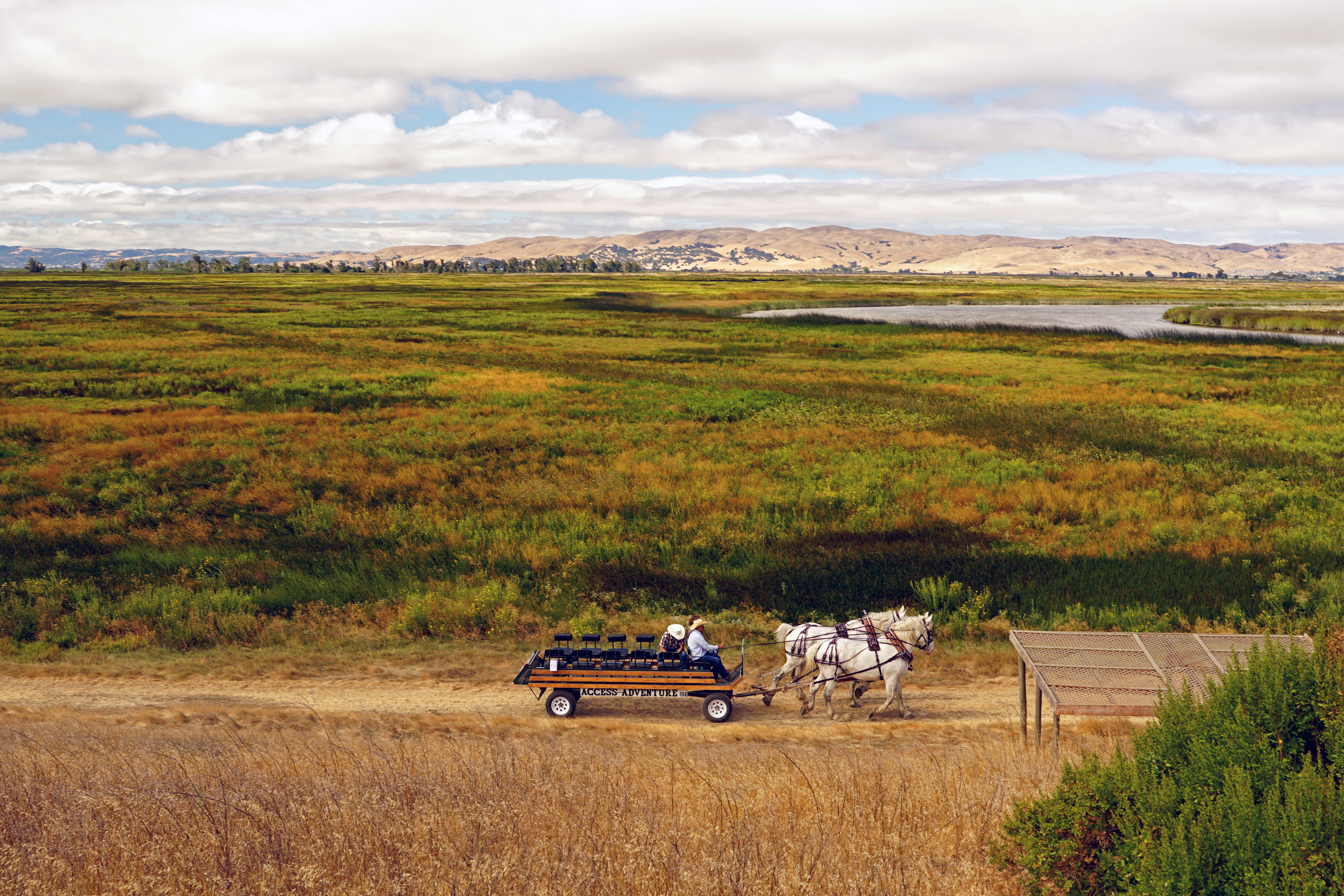 A horse-drawn cart with a driver and passengers travels along a dirt path through a vast, colorful field.