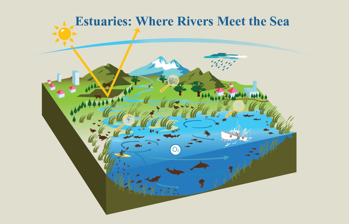 Illustrated estuary diagram