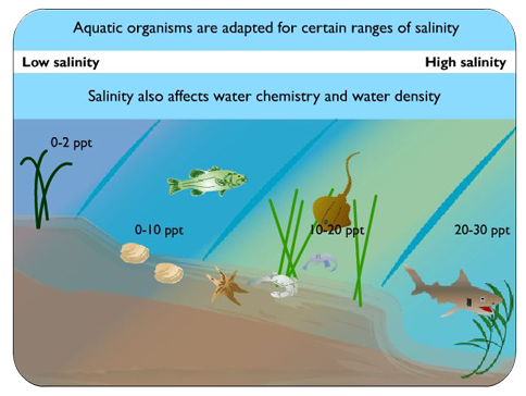 Diagram illustrating concept of salinity