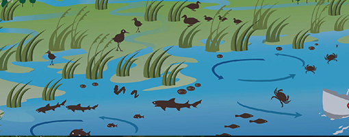 Image for lesson Exploring the Estuary and Climate Change Connection