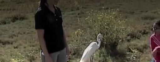 Screenshot of video Larger Animals of the Estuary
