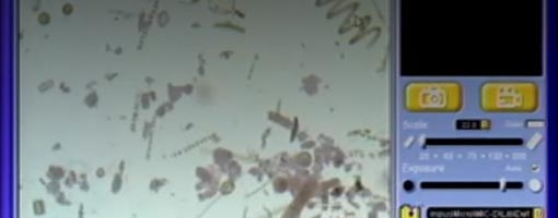 Screenshot of video Phytoplankton