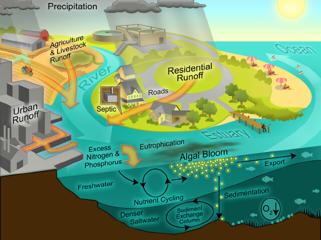 Graphic of Water Quality Nutrients Cycle