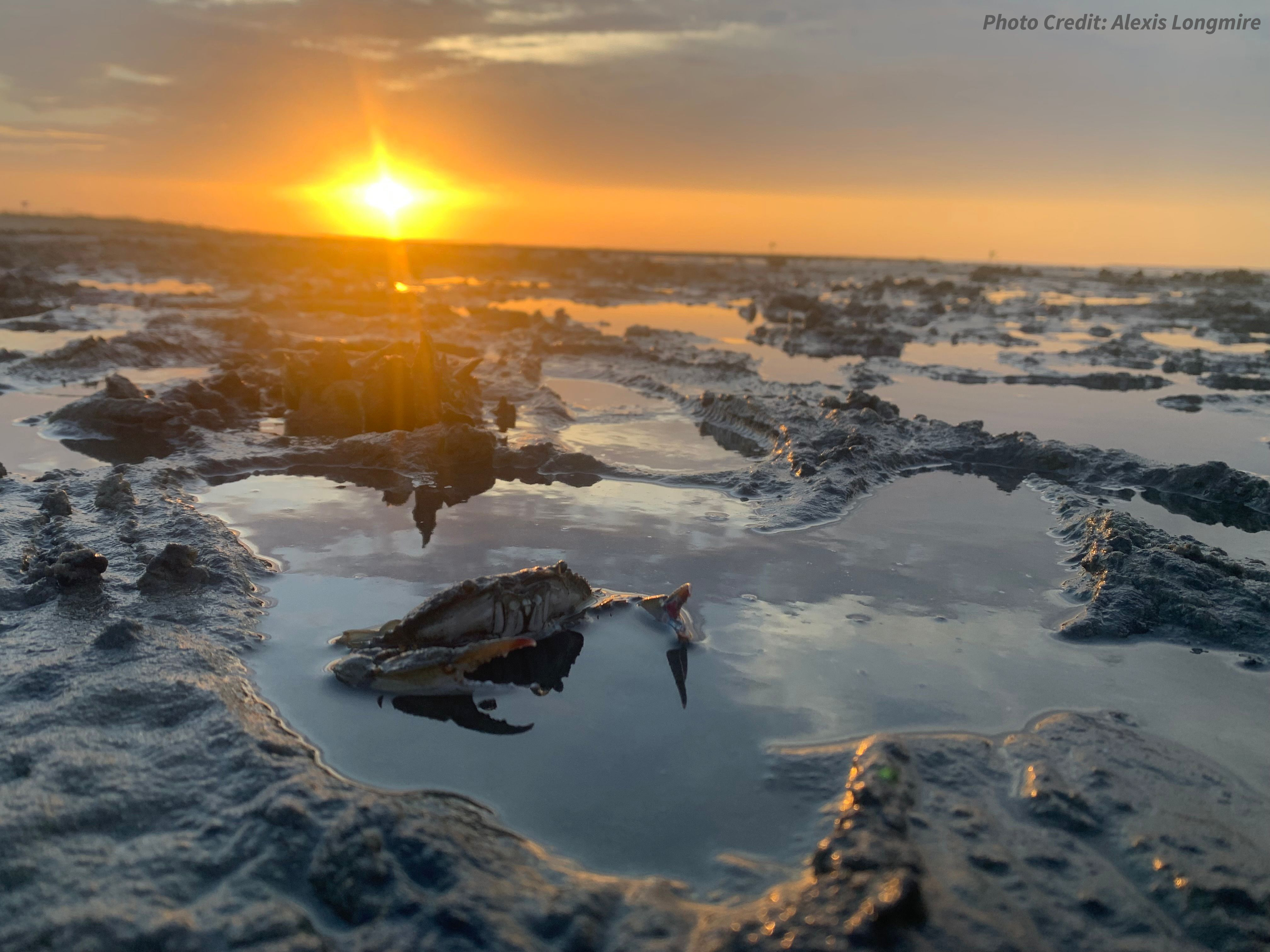A crab pokes out of the water in a rock formation with the sun rising in the distance.