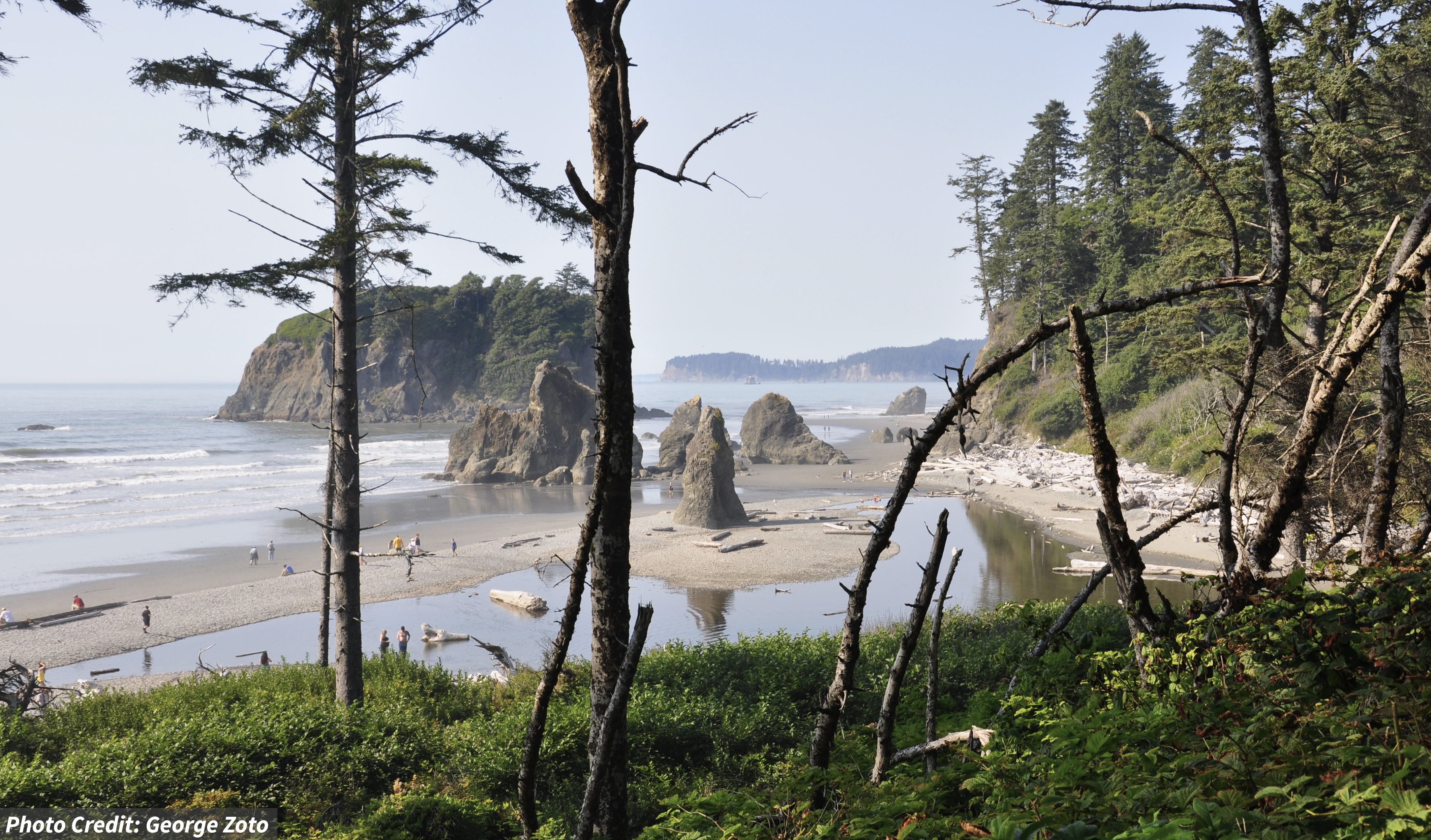Trees in the foreground with rock formations and cliffs scattered on a beach.