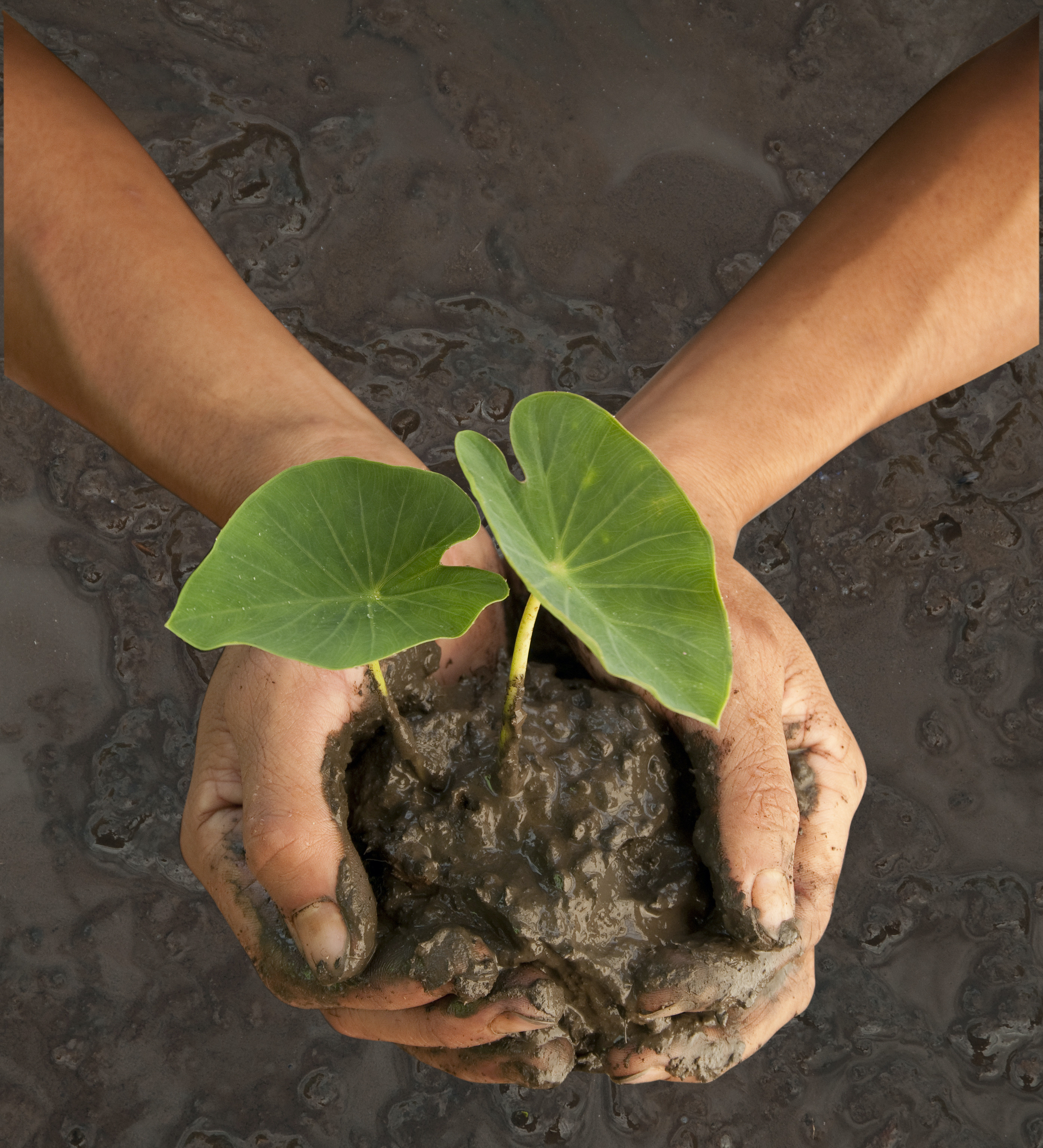 Two hands holding mud with two large leaves growing out of the mud.