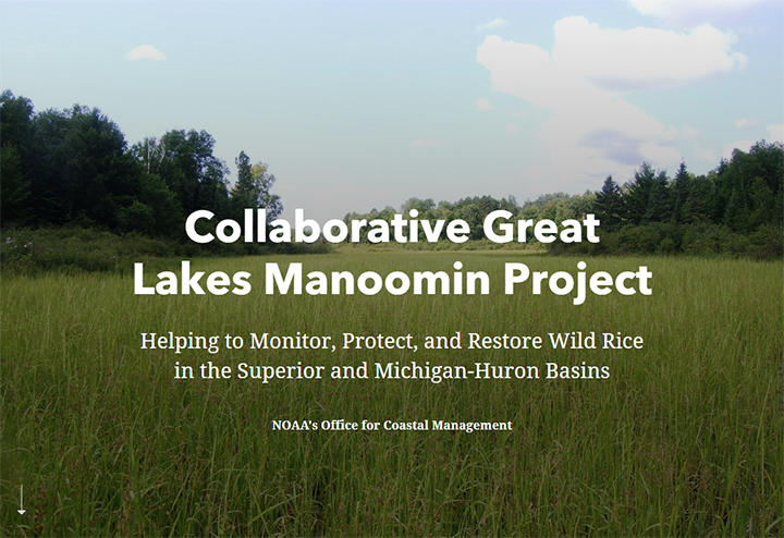 Collaborative Great Lakes Manoomin Project