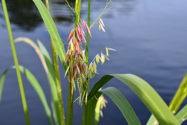 Collaborative Great Lakes Manoomin Project