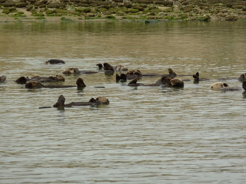 A group of otters floating on their backs in water. A rocky shore is in the background.