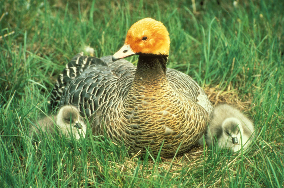 A goose sits in the grass, flanked by two chicks