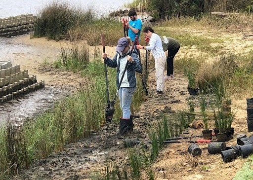 People with posthole diggers planting marsh grass along the shore.