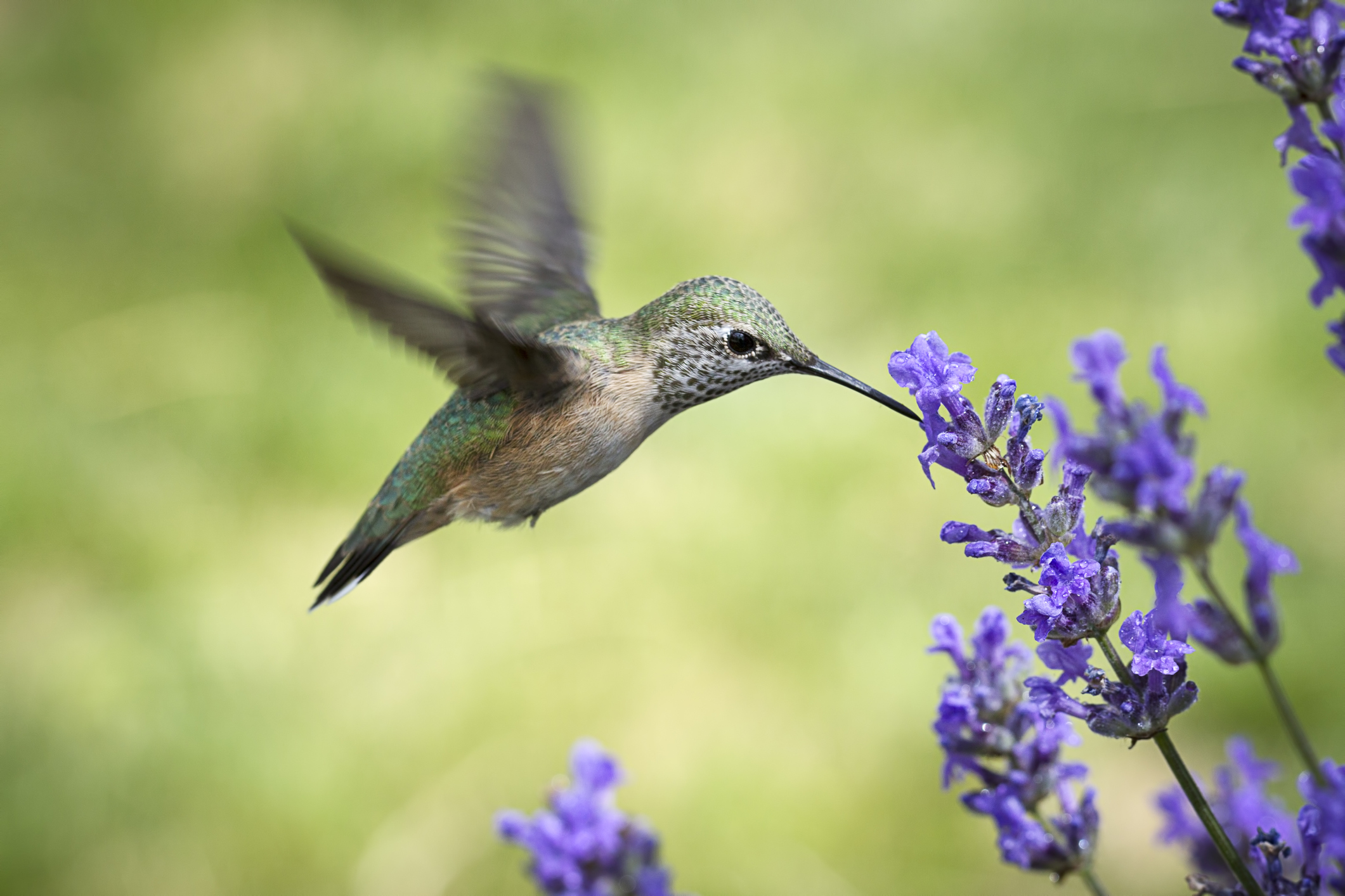 Rufous hummingbird drinking from a purple flower
