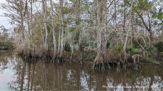 A stand of bald cypress trees in dark brackish water.