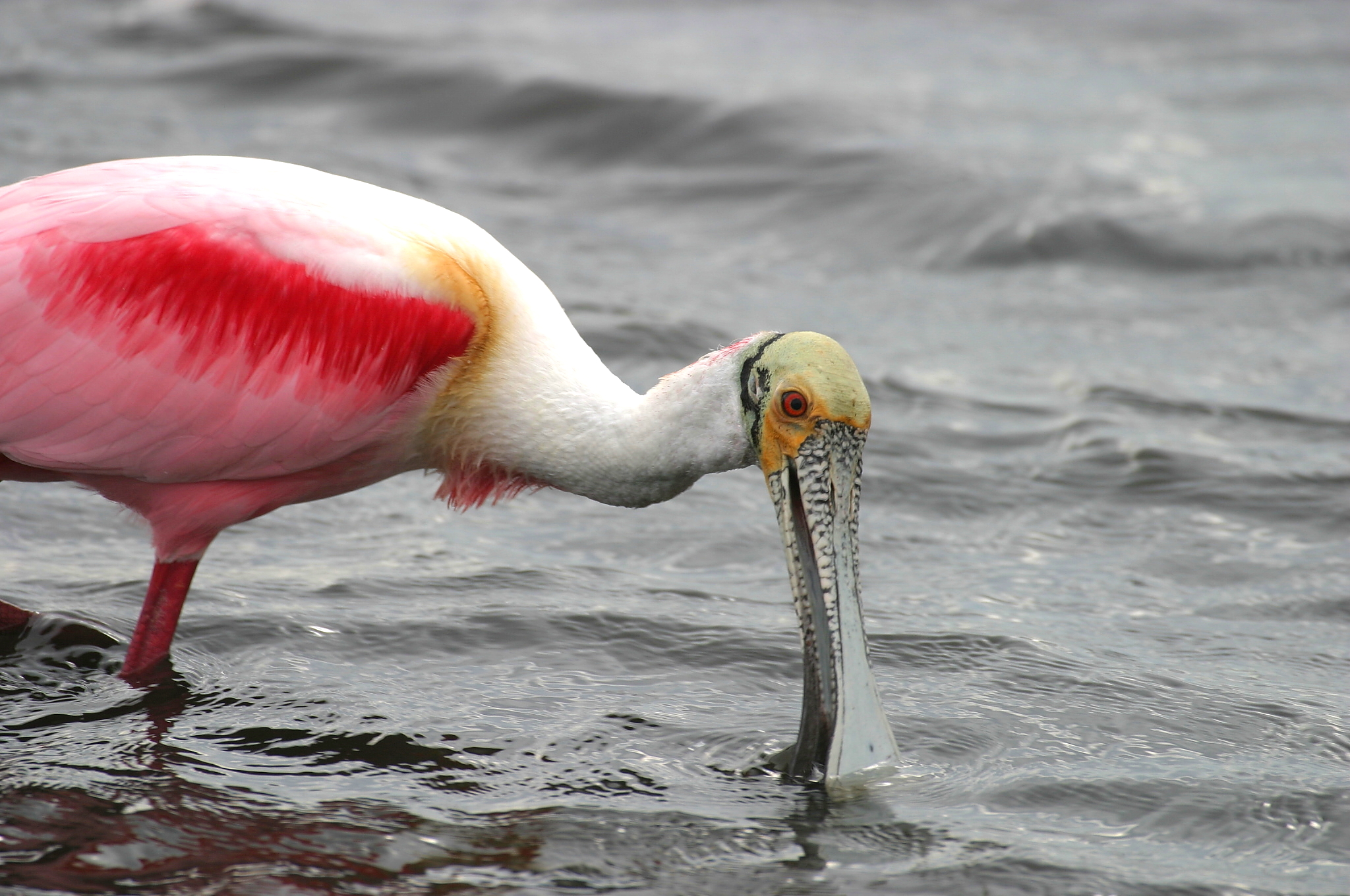 Shorebird with pink, white, yellow, and green markings dips its bill into the water.