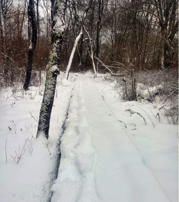 A snowy scene shows a pathway and bare trees.