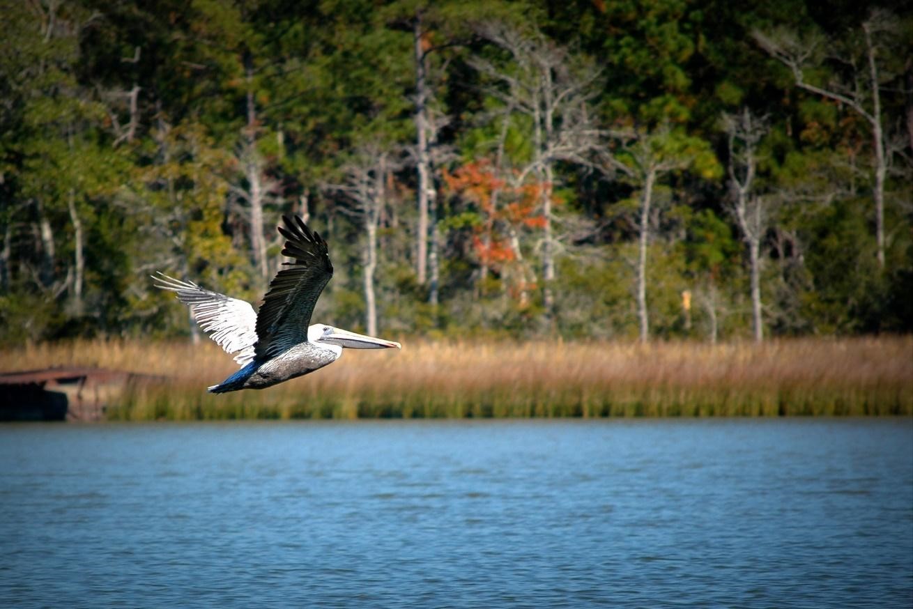 A pelican flies above the water