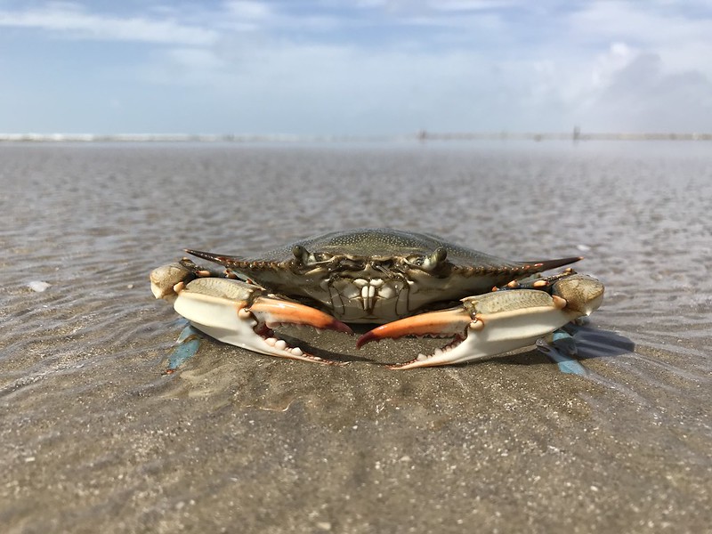 Crab on a watery shoreline