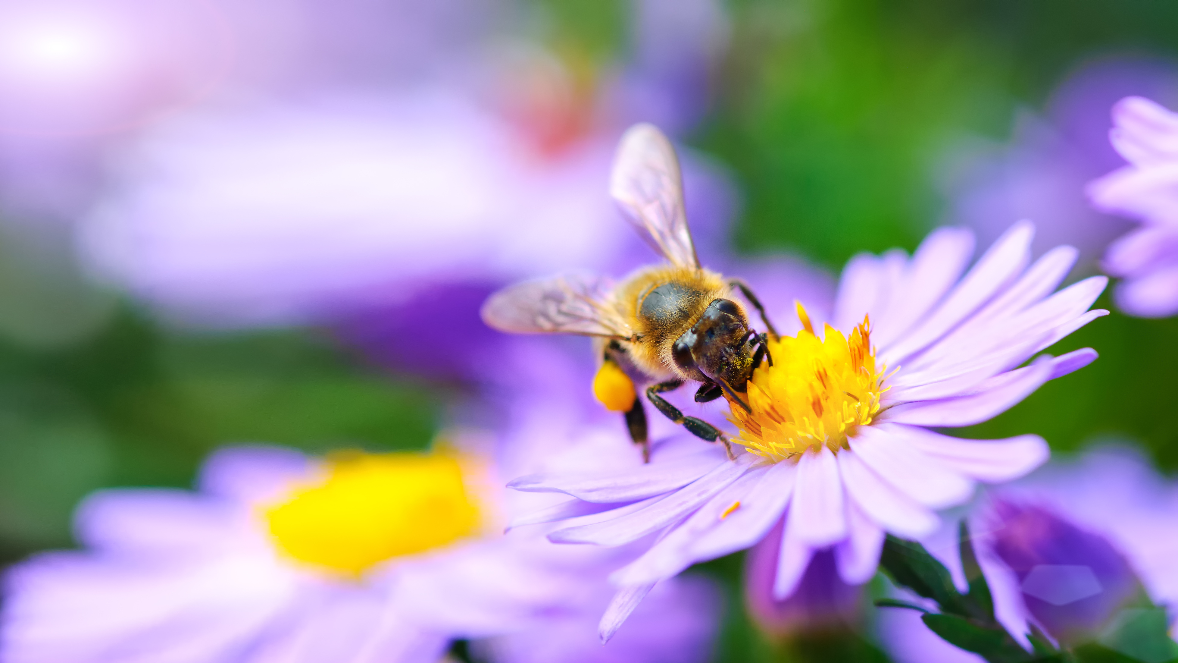 Bee lands on purple flower with yellow center.