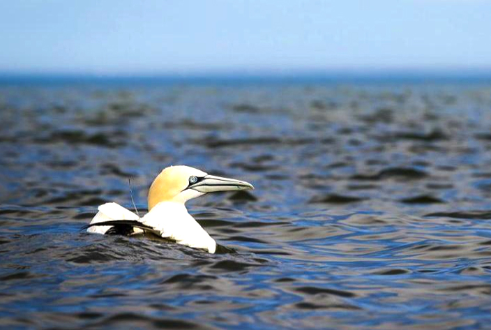 A yellow-and-white seabird with a long beak floats on the water.