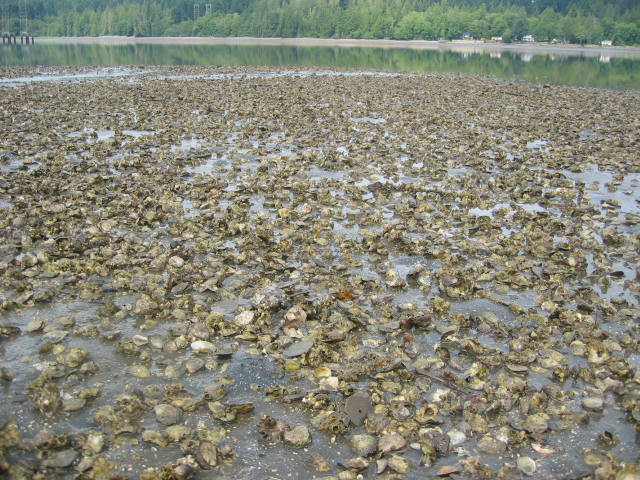 A large, flat area of oysters situated next to a body of water with trees in the background.