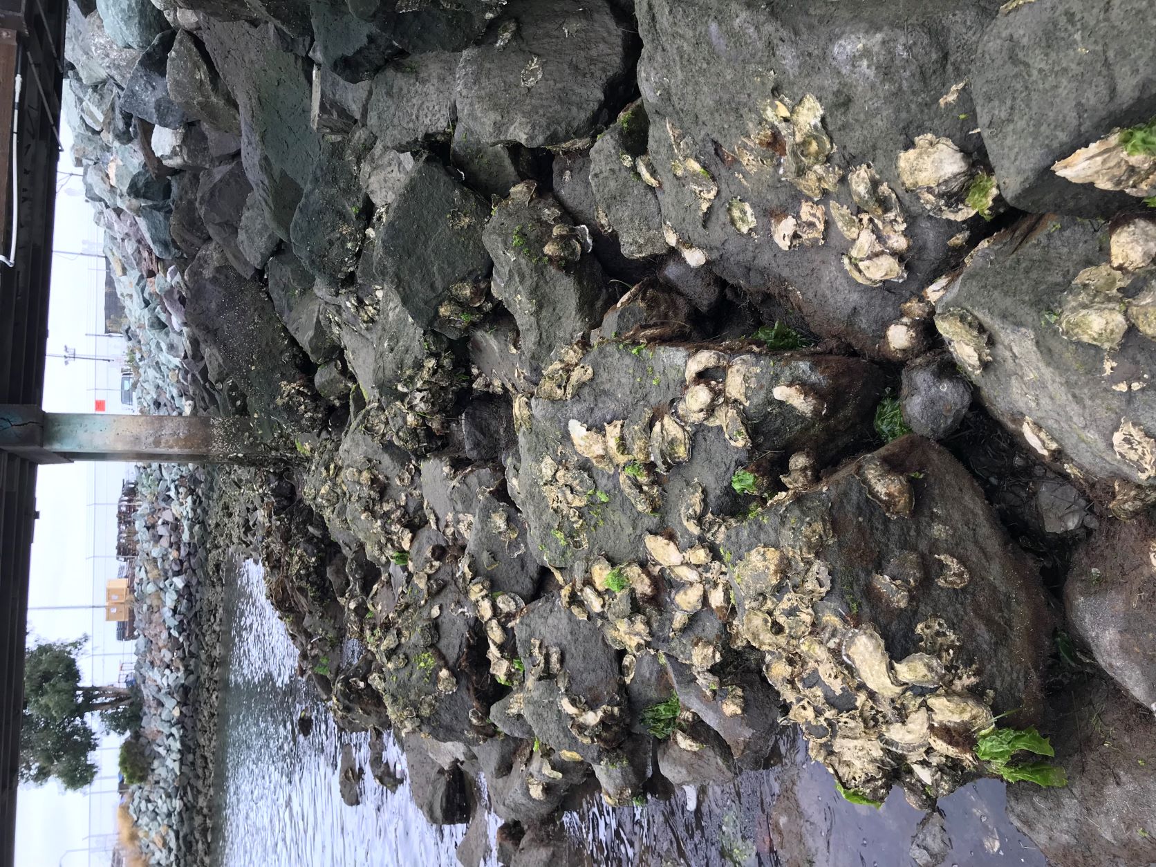 Large rocks line the coast, with oysters attached.